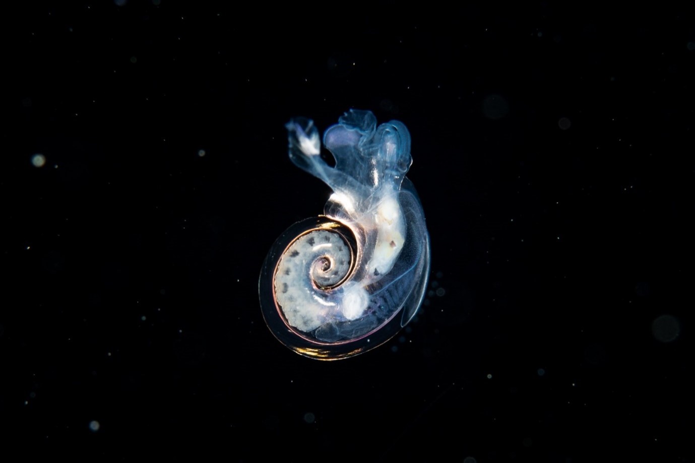 Atlanta peronii (A. peronii) is a species of sea snail shot during a blackwater dive, Anilao, Batangas, Philippines