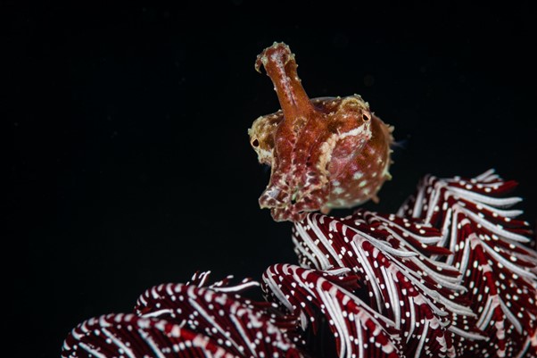 Broadclub cuttlefish (Sepia latimanus), Wreck Point dive site, Puerto Galera, Philippines